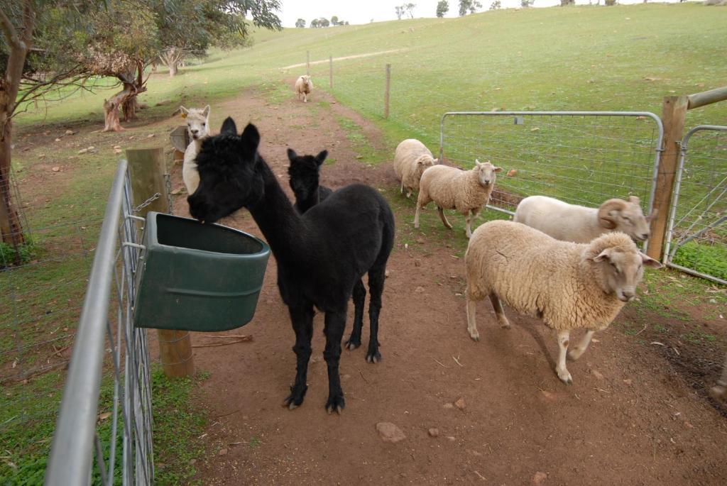 Blickinstal Barossa Valley Accommodation Luaran gambar